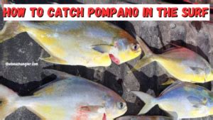 video ponpino|How To Catch Pompano in the Surf 7 Tips And Techniques For .